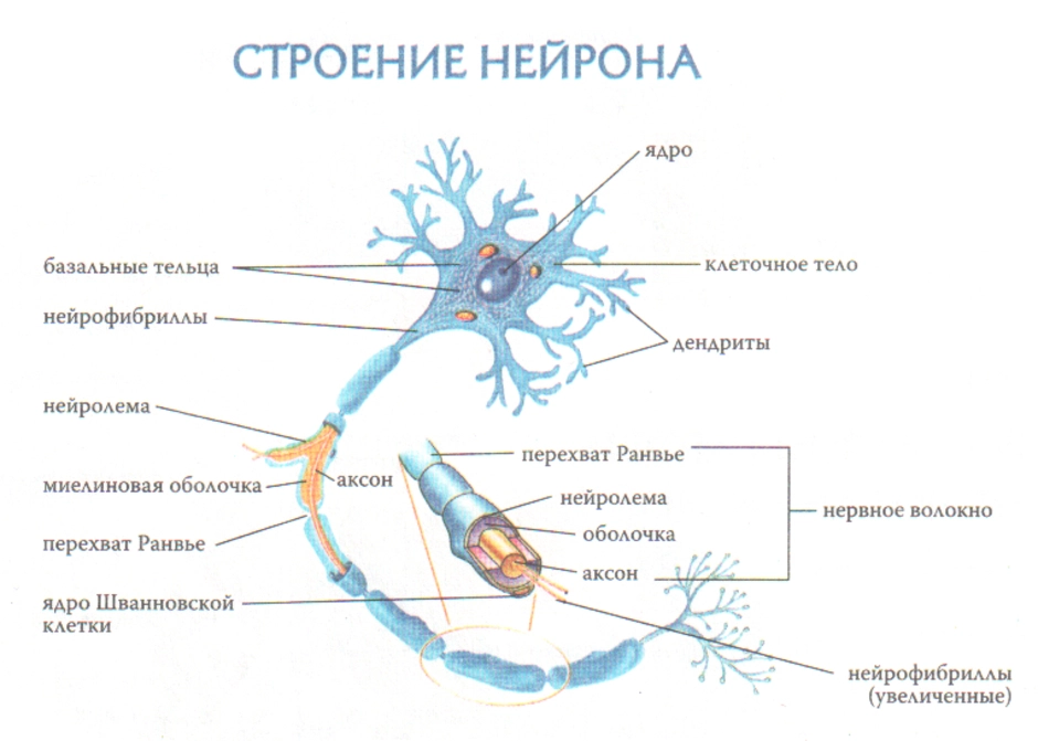 Строение нейрона рисунок без подписей