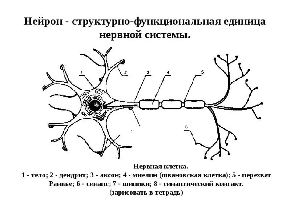 Укажите название и функции структурных частей нейрона на рисунке 1