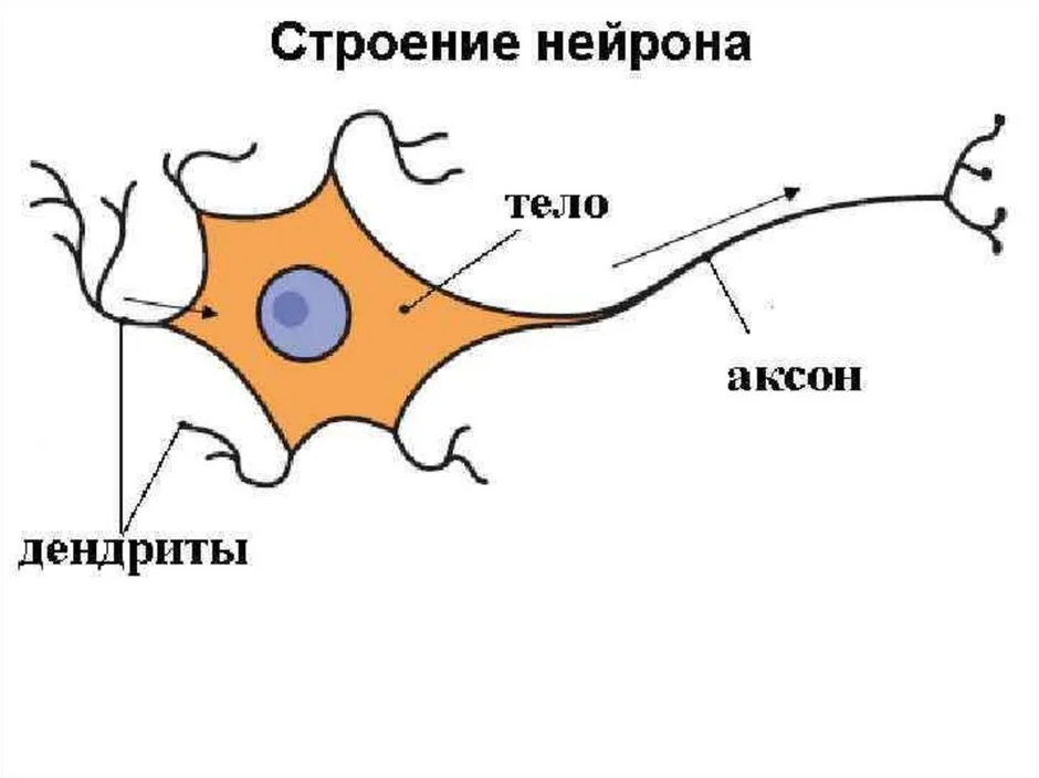 Укажите название и функции структурных частей нейрона на рисунке 1