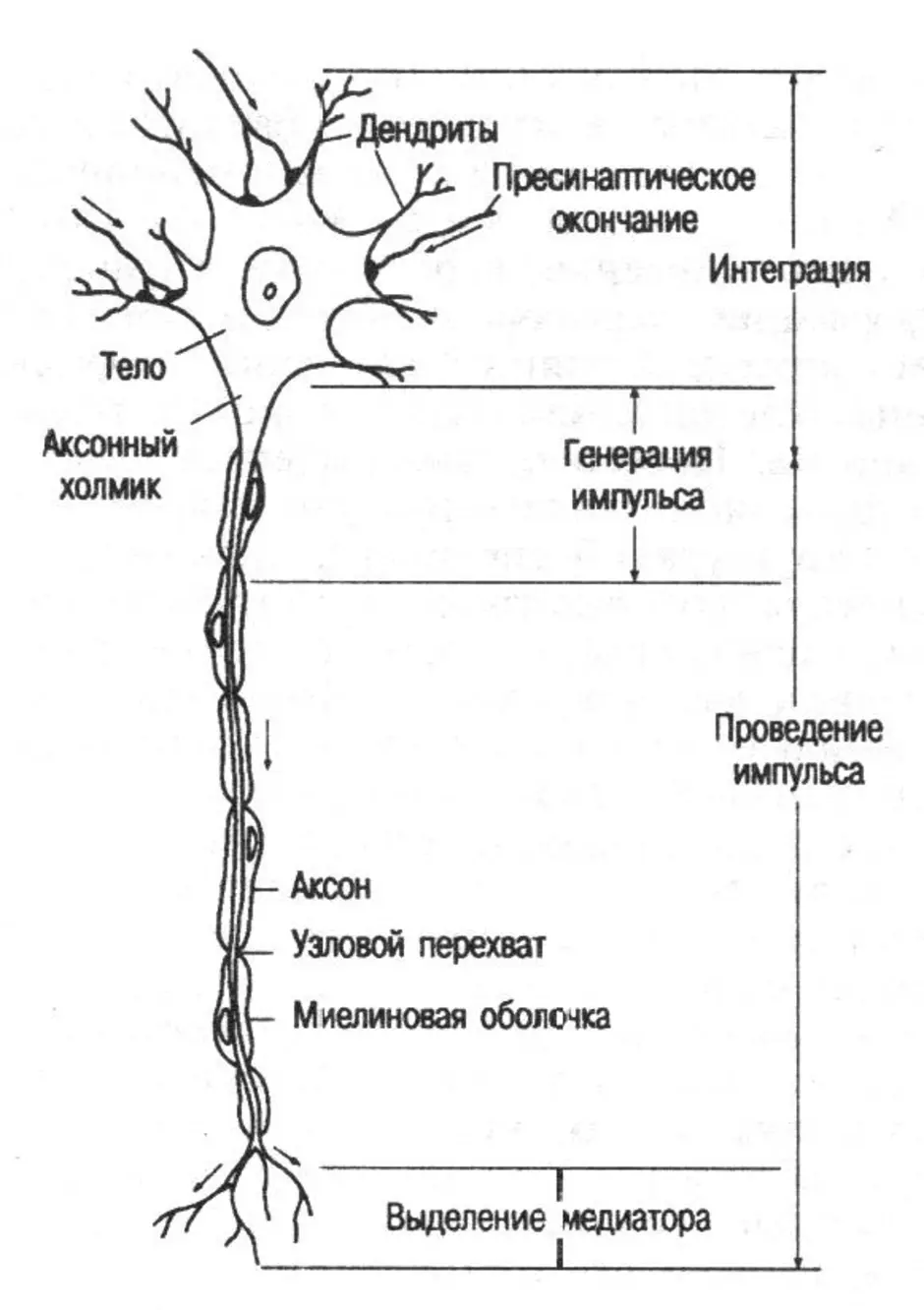 Основа нервной клетки. Строение нейрона анатомия схема. Строение нейрона биология 8 класс. Строение нейрона рисунок с подписями. Схема строения мультиполярного нейрона.