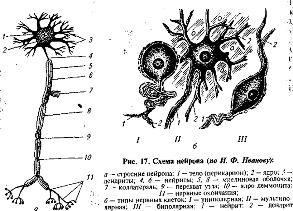 Рисунок нейрона. Рис. 1. схема строения нейрона. Строение нейрона перикарион. Нервные ткани схема строение нейтрона.