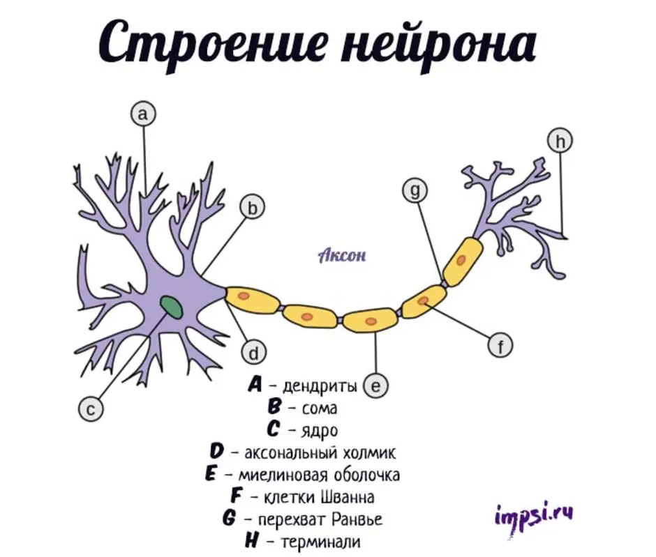 Нервная клетка картинка