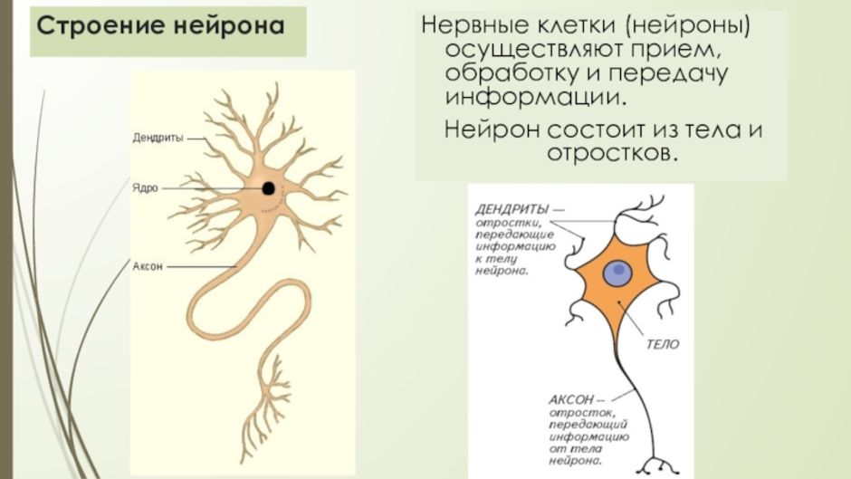 Основная клетка нервной системы. Строение клетки нервной ткани. Строение нейрона гистология. Строение нейрона биология. Строение нервной клетки нейрона анатомия.