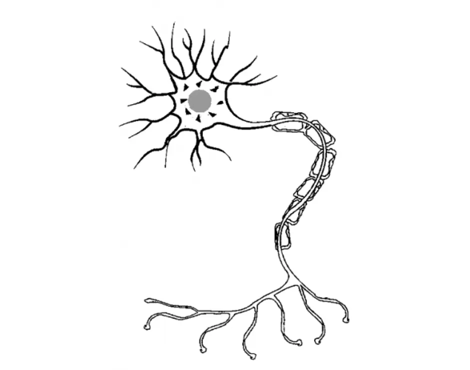 Нервный человек рисунок. Строение нейрона без подписей. Строение нейрона. Нервная система человека Нейрон. Нейрон клетка нервной системы.