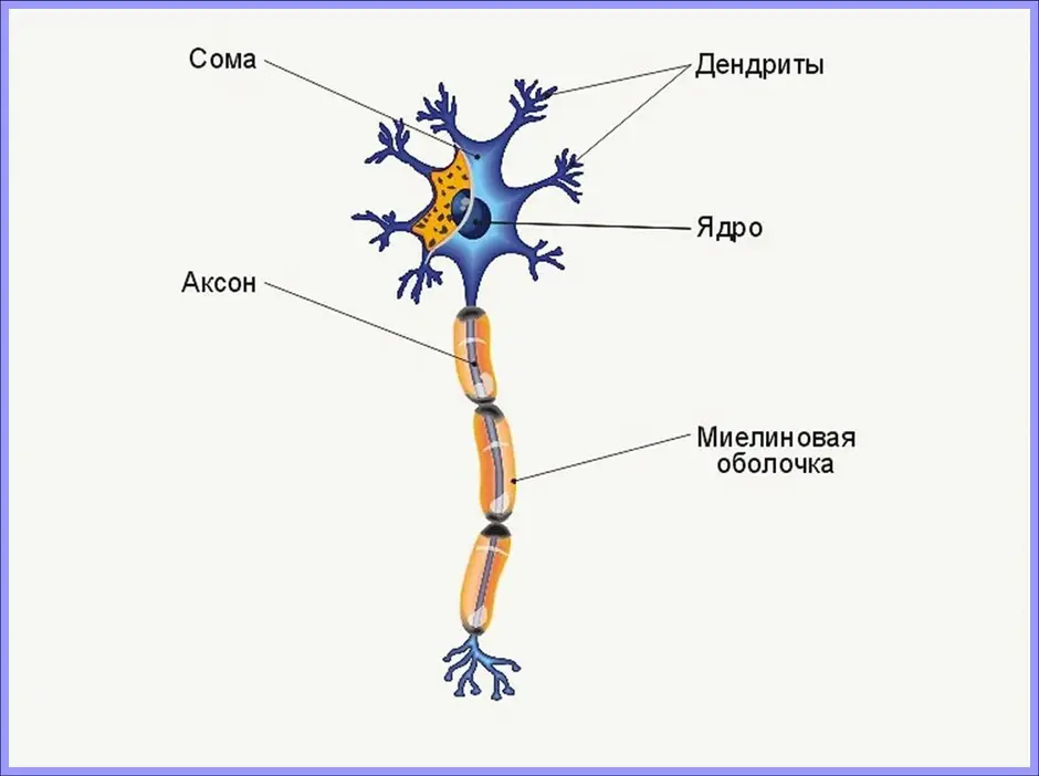 Строение нейрона рисунок без подписей