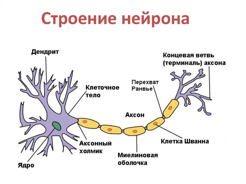 Подпишите на рисунке части нервной клетки