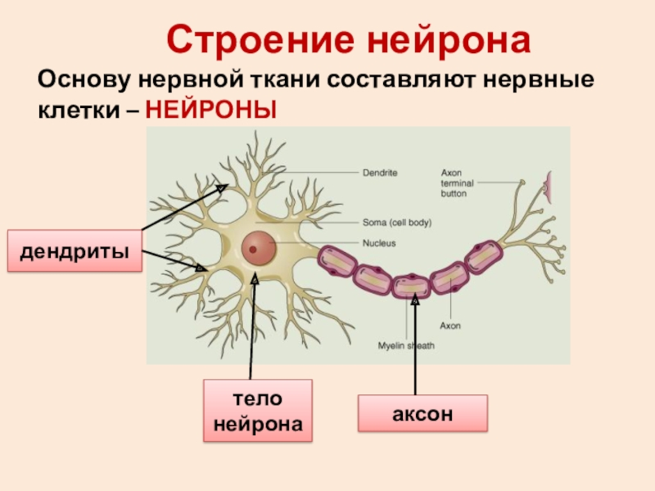 Как называется короткий нейрона. Нервная ткань строение и функции. Строение клетки нервной ткани. Строение нервной ткани таблица. Нервная ткань строение и функции Тип ткани.