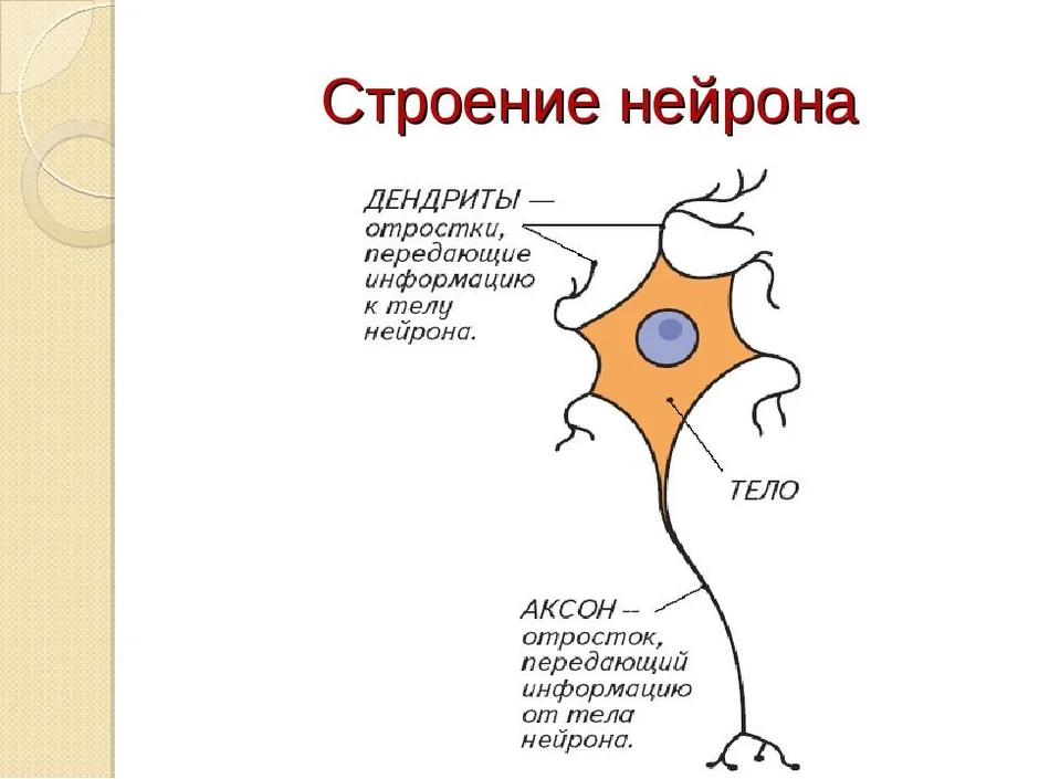 Строение нейрона рисунок без подписей