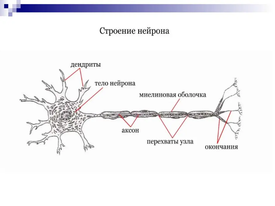 Строение нервной клетки