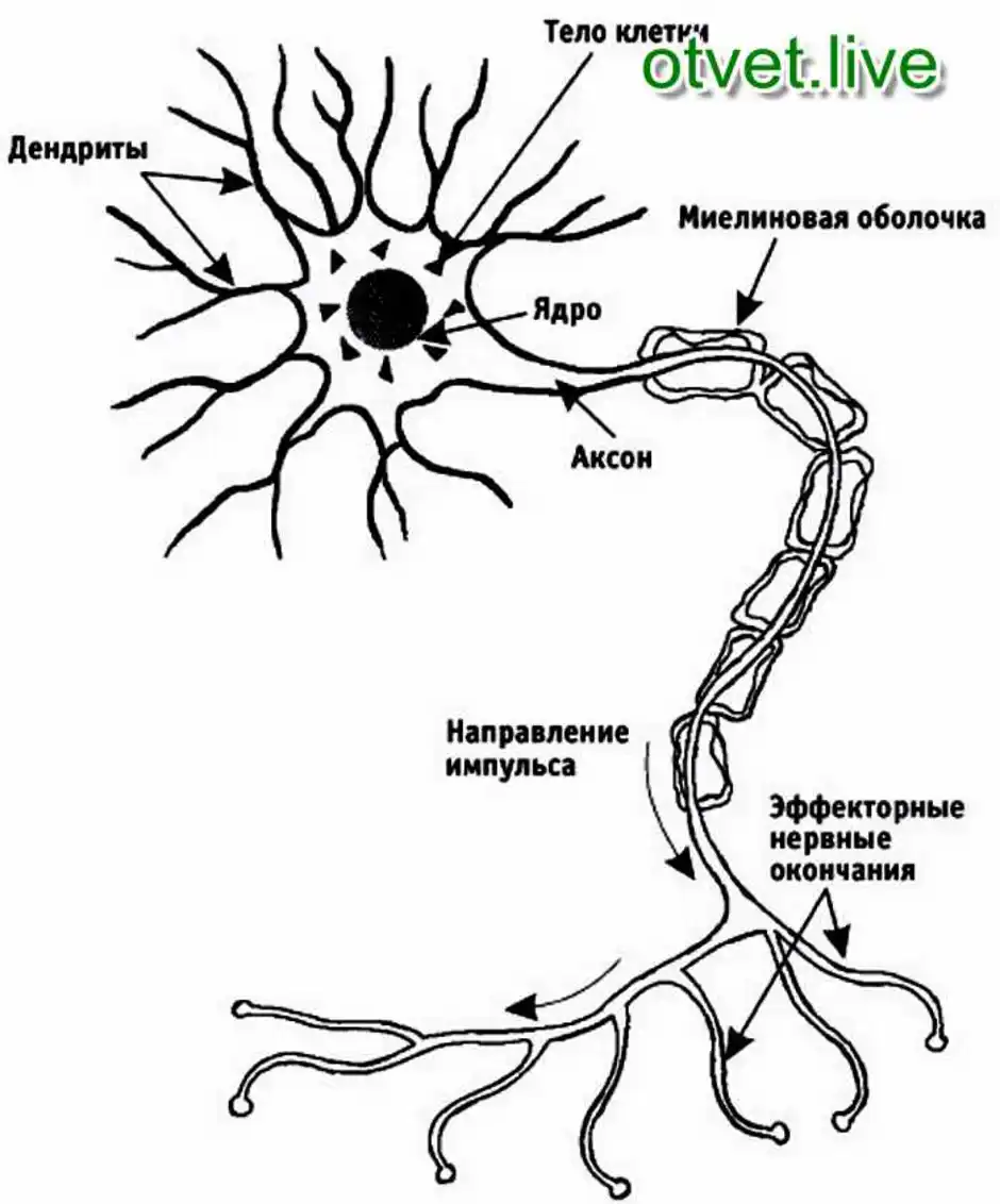 Рисунок строения нейрона