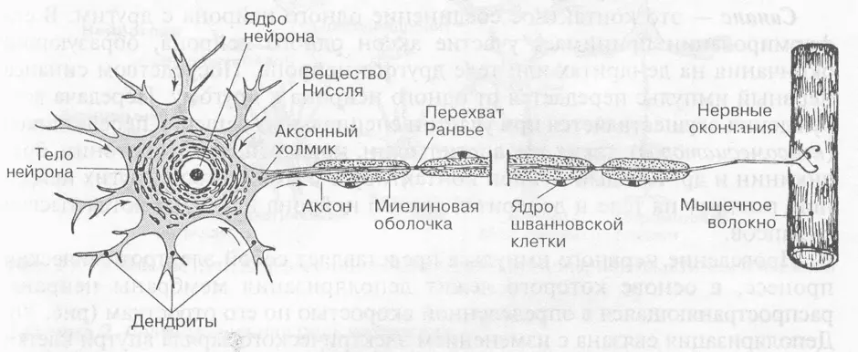 Строение нейрона картинка с подписями