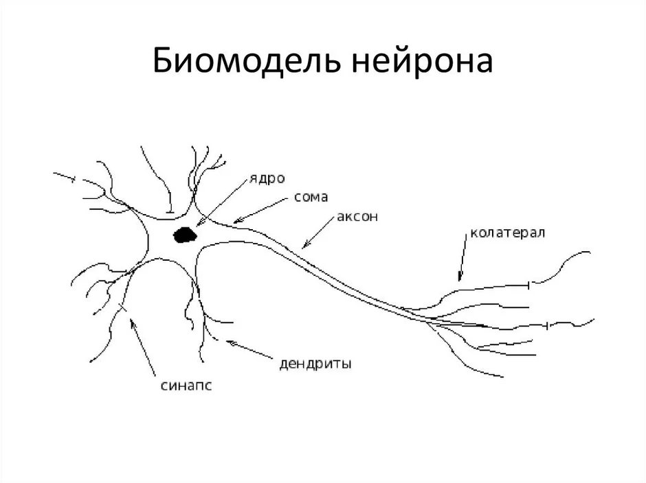 Строение нейрона рисунок