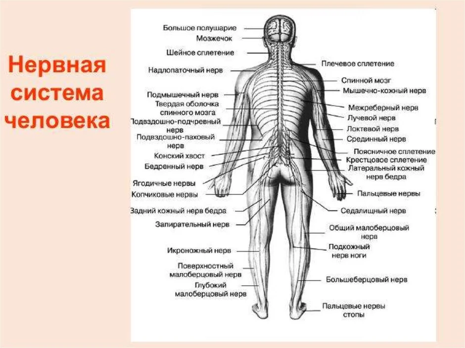 Карта нервной системы человека