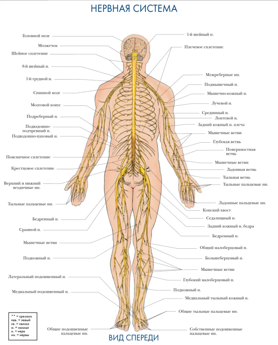 Нервы мышц. Нервная система человека атлас по анатомии. Структура нервной системы человека схема. Строение нервных окончаний человека. Нервные окончания человека схема.