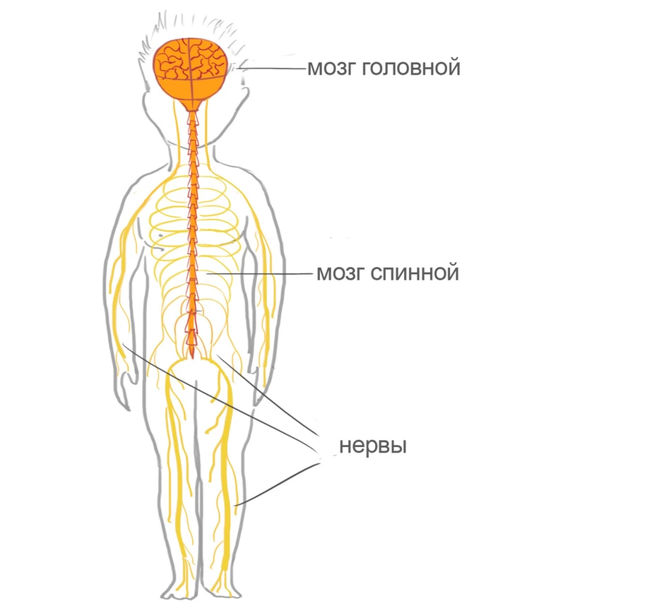 Головной и спинной мозг картинка