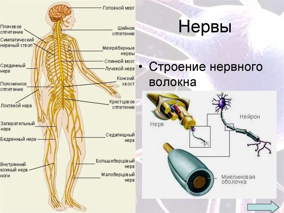 Нервные узлы на теле человека схема расположения