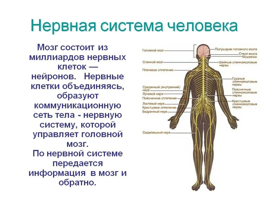 Фото нервная система человека картинки