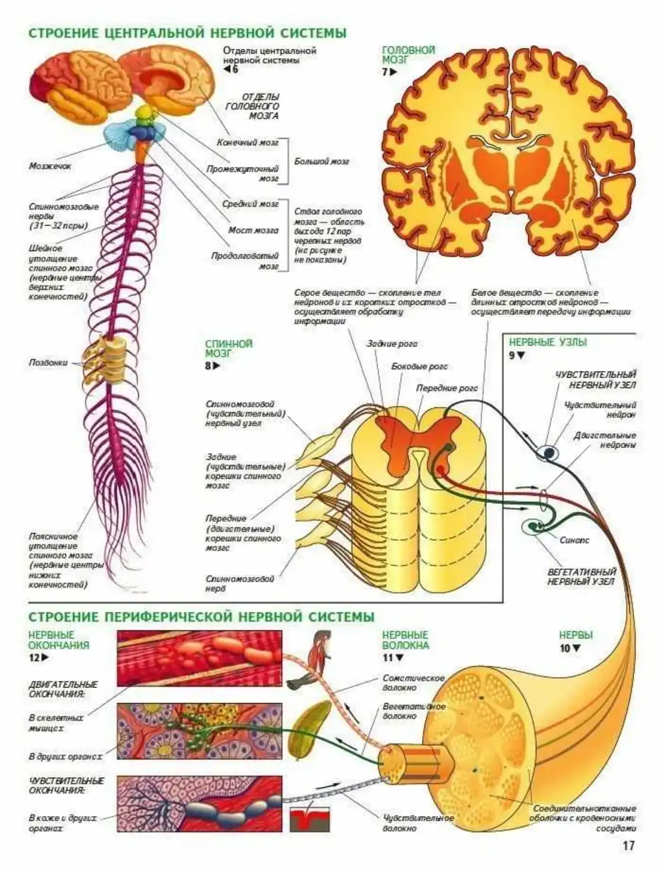 Анатомия человека нервная система в картинках