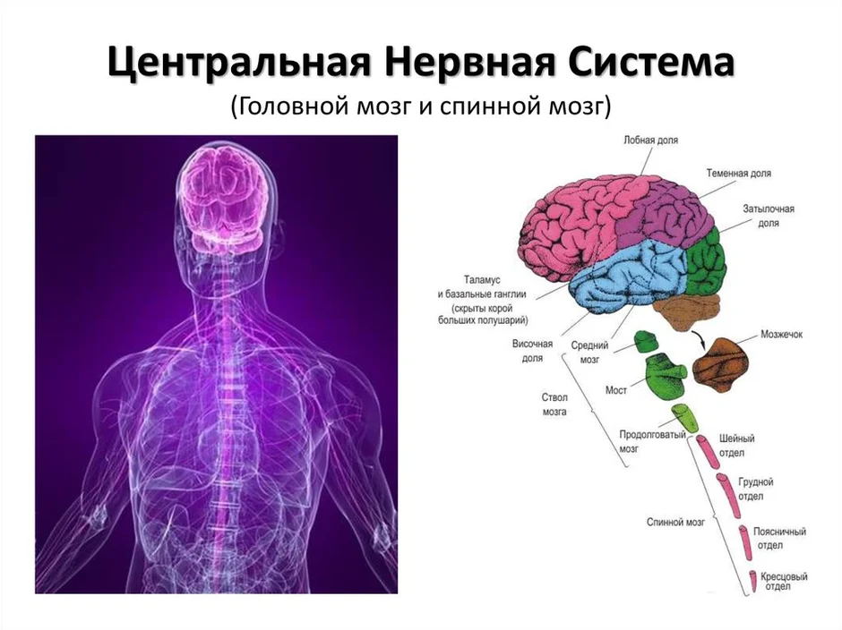 Отделы нервной системы рисунок