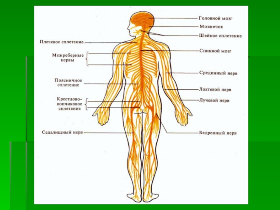 Анатомия человека нервная система в картинках