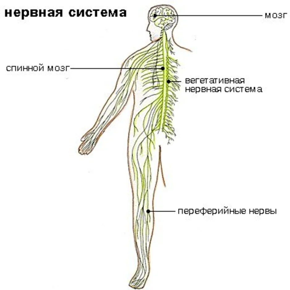 Для чего нужна нервная система