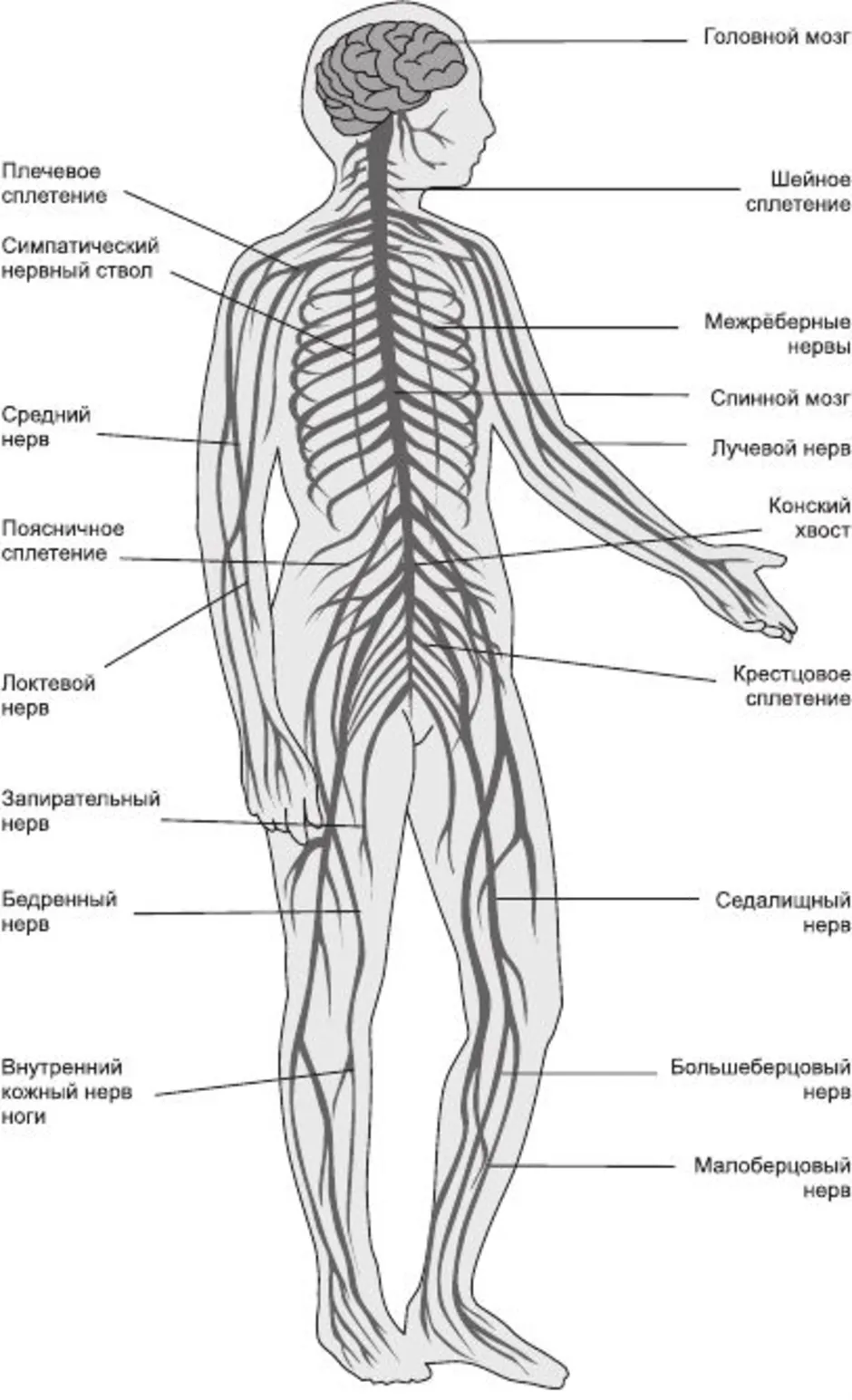 Нервная система схема. Строение нервной системы человека схема. Нервная система анатомия схема. Нервы человека анатомия строение. Нервная система человека строение рисунок с подписями.