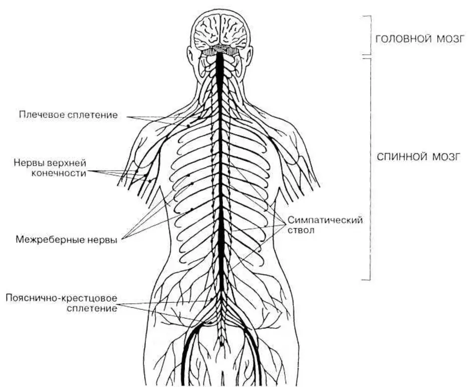 Центральный отдел нервной системы спинной мозг. Нервная система головной и спинной мозг схема. Центральная нервная система схема спинной мозг. Нервная система спинного мозга человека анатомия. Спинномозговые нервы сплетения схема.