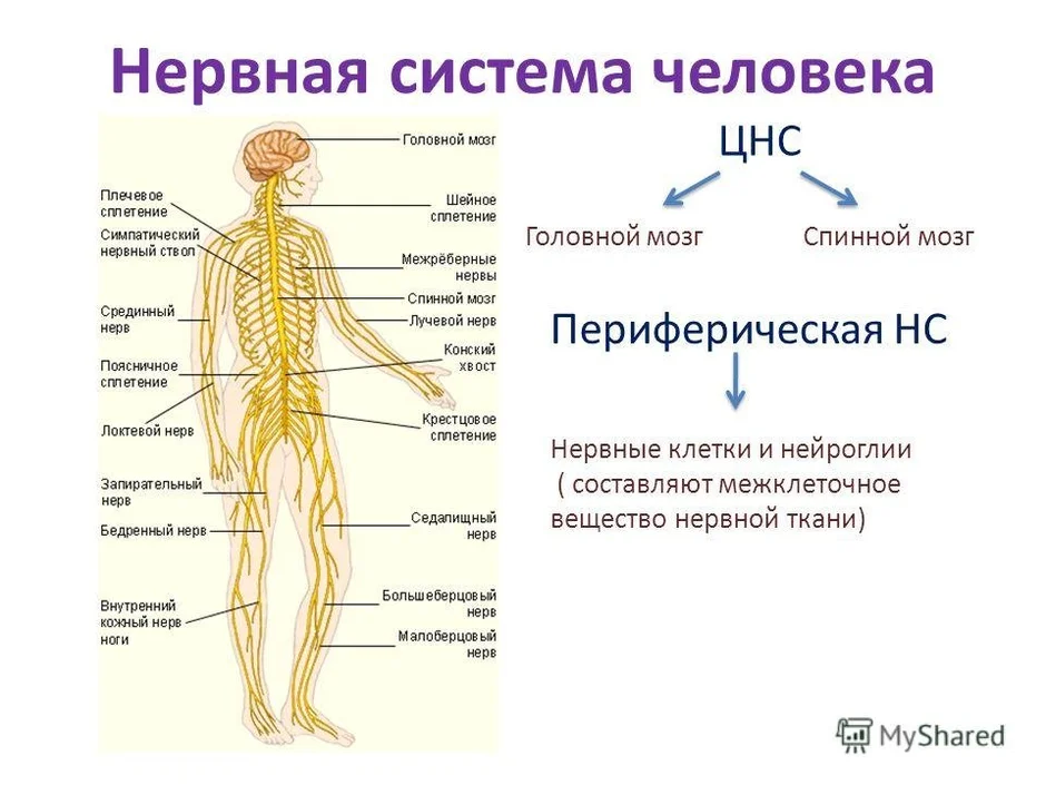 Центральная нервная система схема