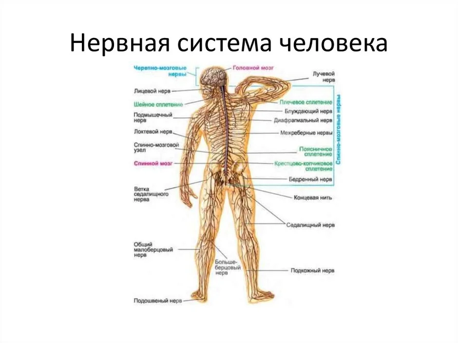 Нервная система 8 класс рисунок