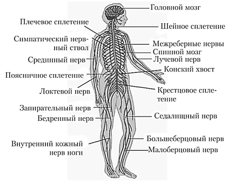 Название органа периферической нервной системы человека. Строение периферической нервная система человека анатомия. Структуры периферической нервной системы человека. Периферическая нервная система схема строения. Периферическая нервная система анатомия строение.