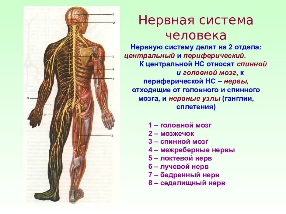 Карта нервных окончаний человека