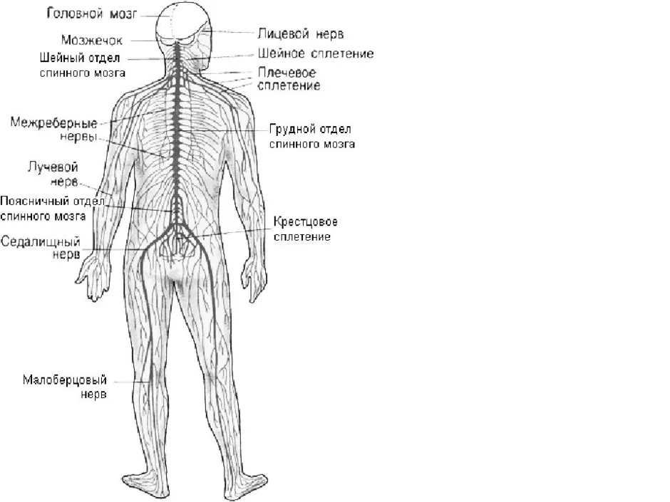 Нервная система человека схема с описанием и фото