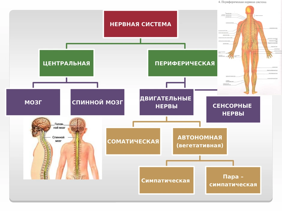 Цнс схема строения