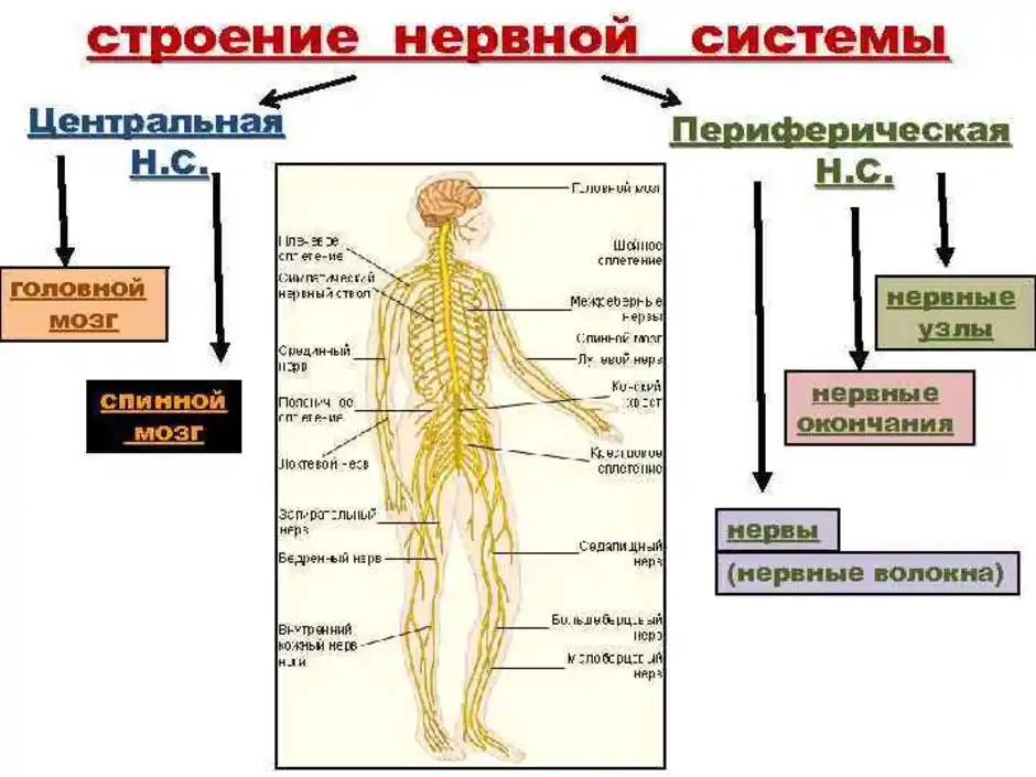 Название органа периферической нервной системы человека. Схема классификация строение периферической нервной системы. Строение нерва человека анатомия. Строение периферической нервная система человека анатомия. Нервная система Центральная и периферическая схема.
