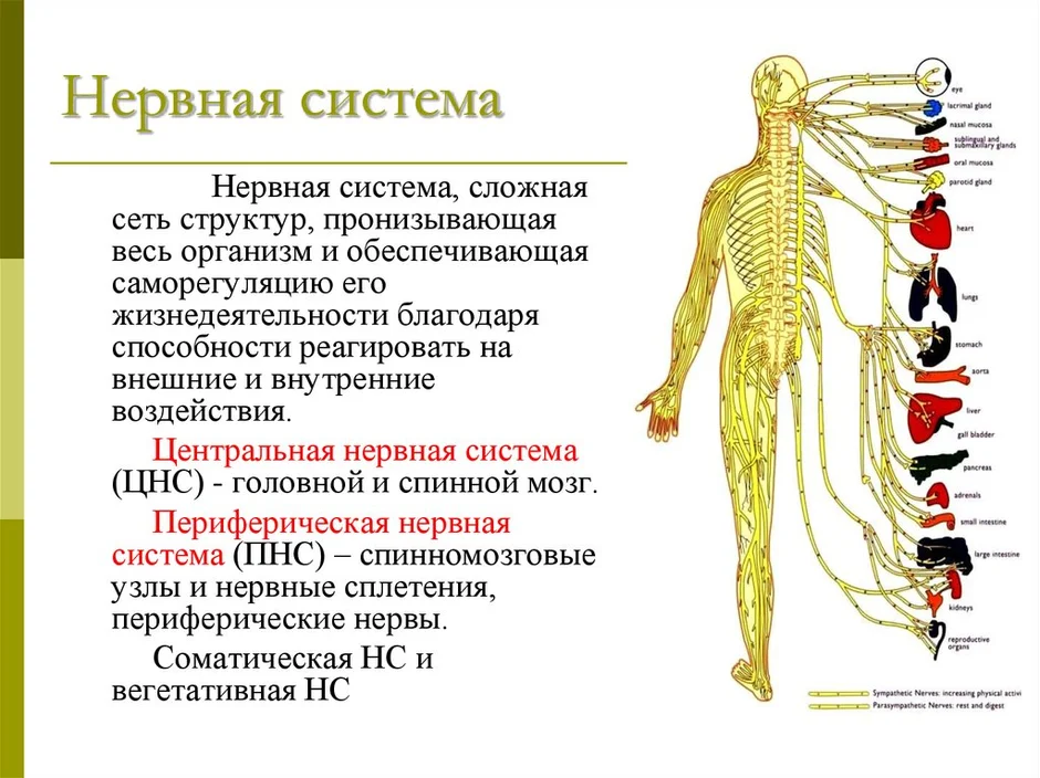 К двигательным нервам относится