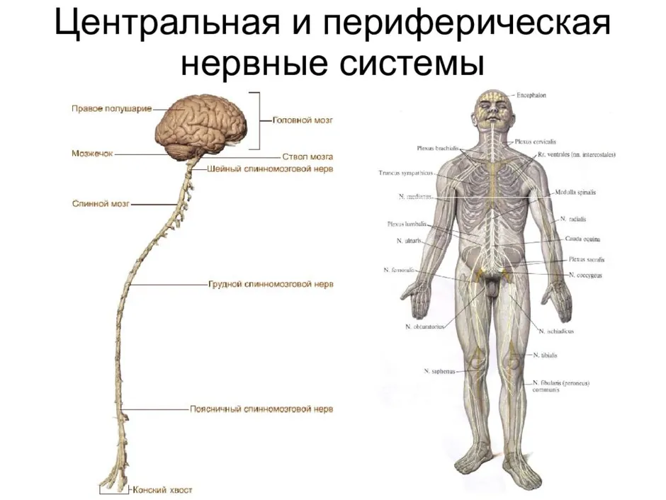 Схема подразделения нервной системы на центральную и периферическую