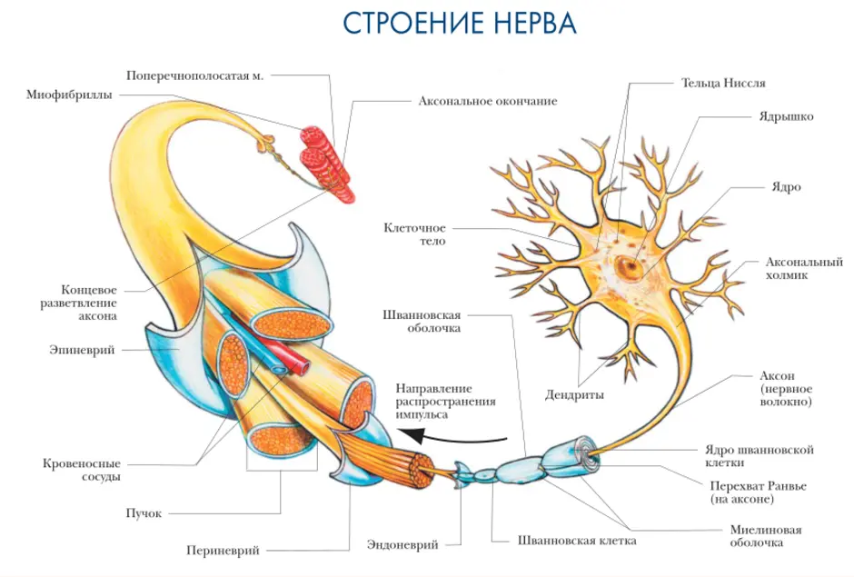 Нервный анатомия. Строение периферического нерва. Строение периф нерва. Волокна нерва анатомия строение. Схема строения нерва.