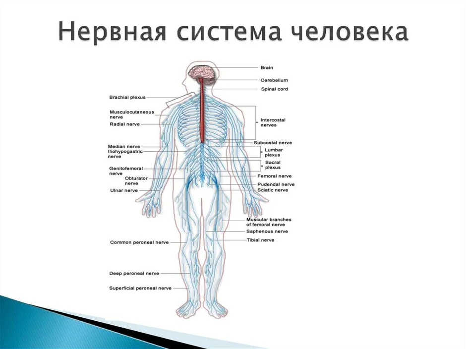 Анатомическое строение нервной системы схема