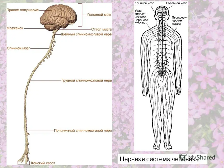 Нервная система человека схема