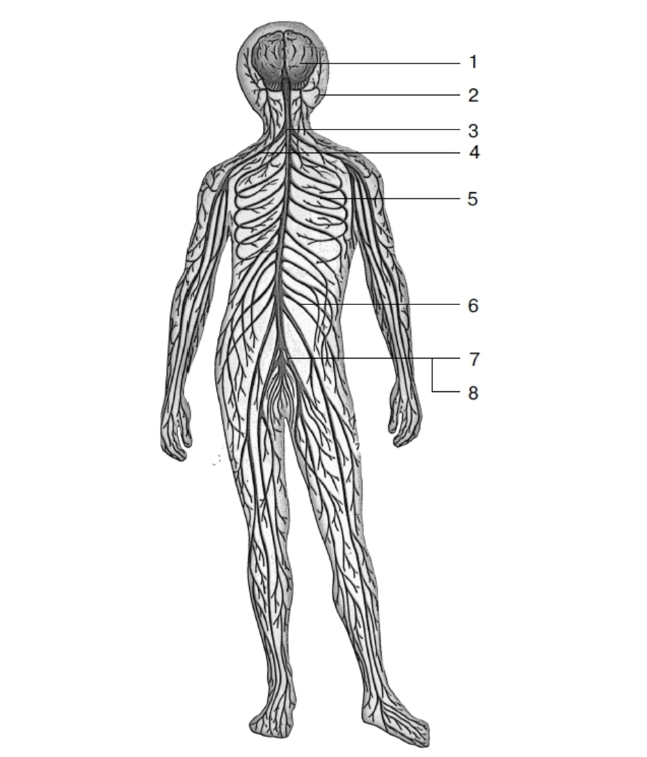 Нс элементы. Периферическая нервная система человека схема. Схема нервной системы человека Центральная и периферическая. Рисунок строение нервной системы человека. Нервная система анатомия схема.