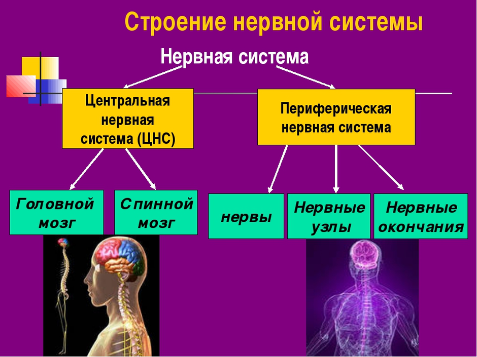 Общий план строения нервной системы кратко