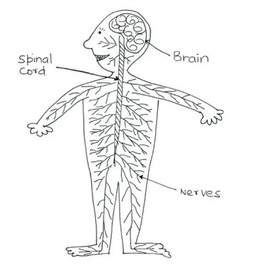 Строение нервной системы рисунок