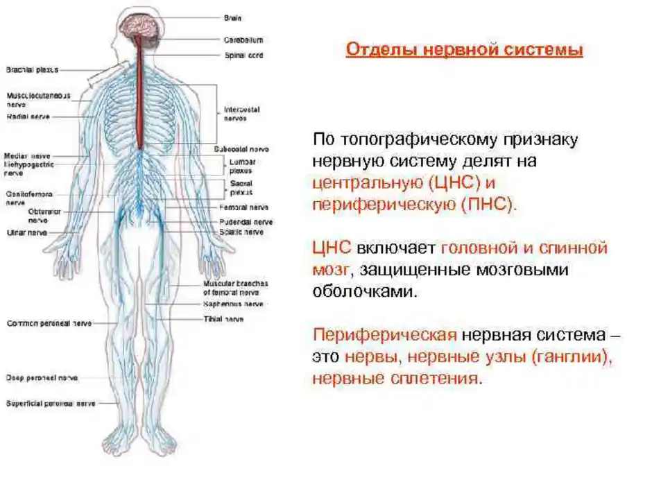Основные отделы центральной нервной системы человека схема. Строение нервной системы нервная система ЦНС периферическая. Органы центральной и периферической нервной системы