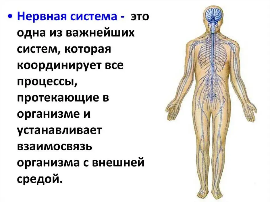 Нервная система человека проект