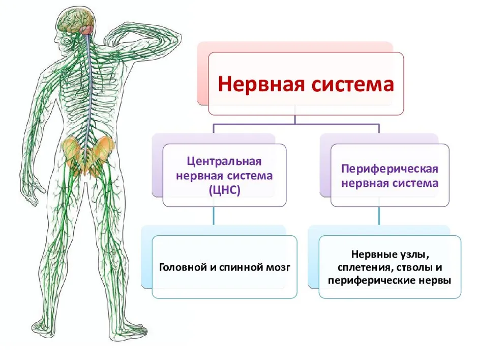 Нервная система человека схема с описанием и фото