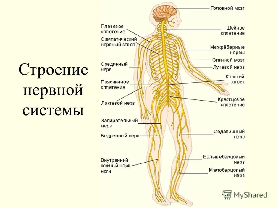 Карта нервных окончаний человека