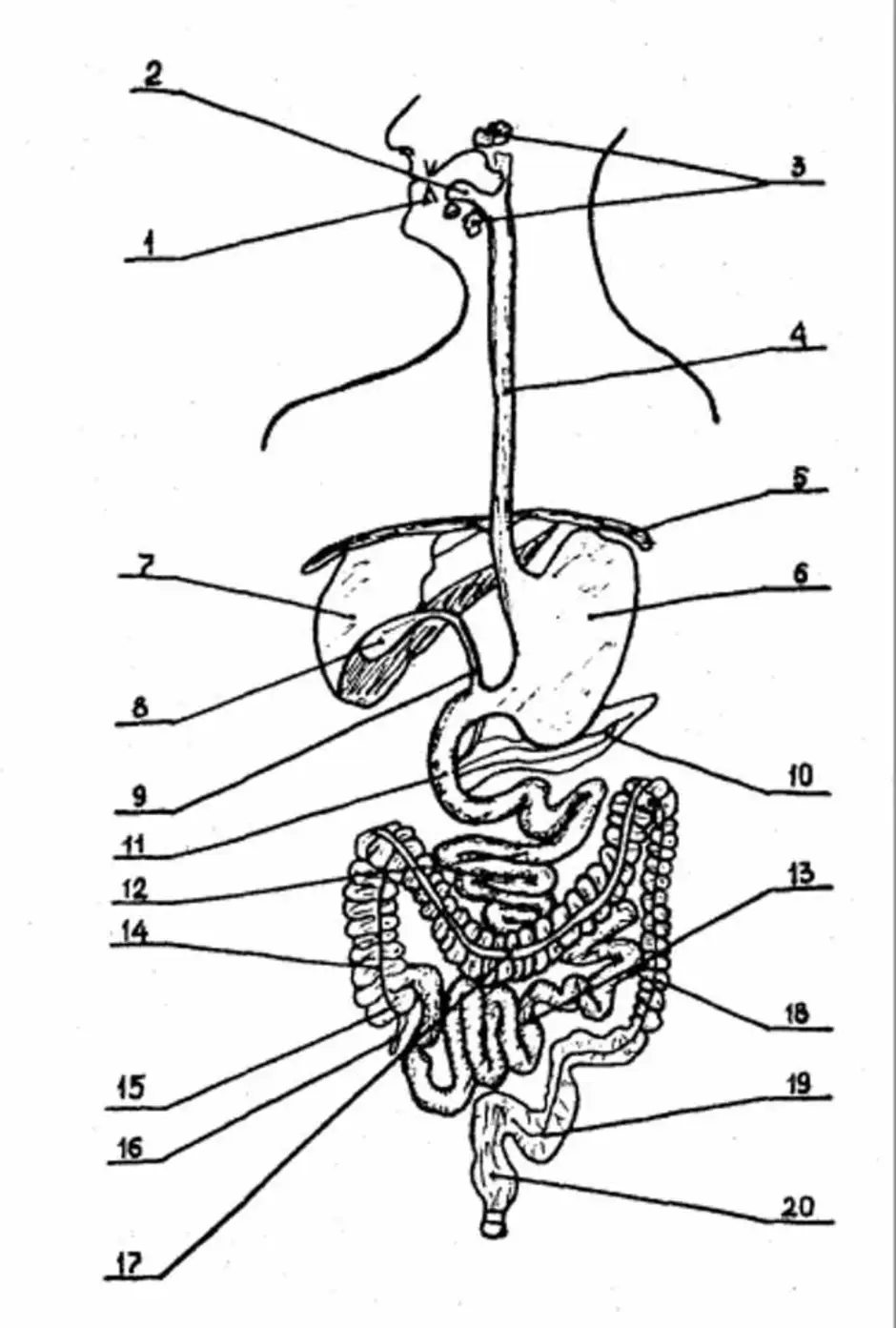 Желчный пузырь печень пищеварительные железы. Пищеварительная система человека схема. Пищеварительная система схема анатомия. Схема строения пищеварительного тракта. Строение пищеварительной системы человека схема.