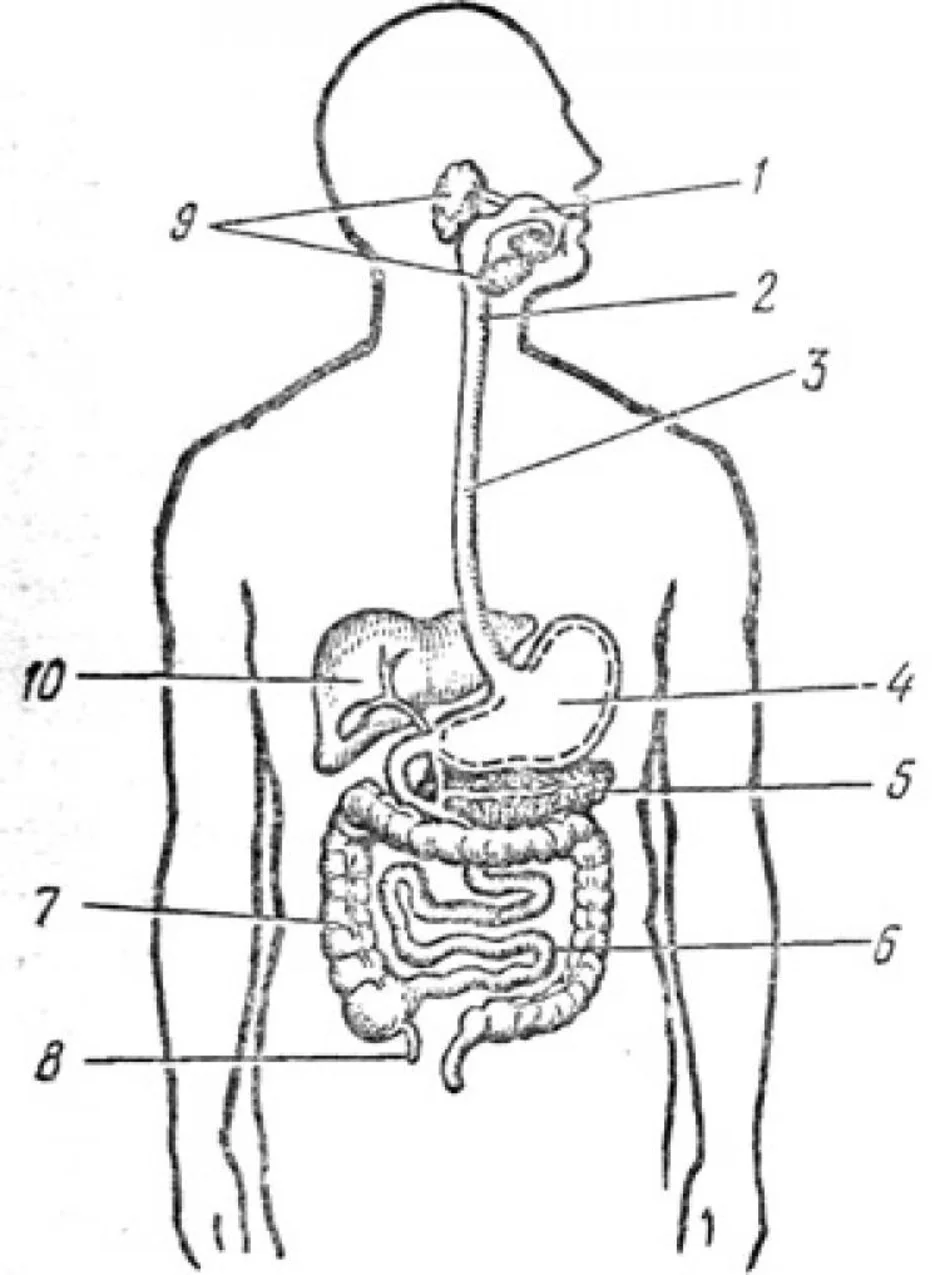 Изображения систем органов человека. Пищеварительная система схема 3 класс. Пищеварительная система человека схема 4 класс. Пищеварительная система человека схема 3 класс окружающий мир. Анатомическое строение пищеварительной системы человека.