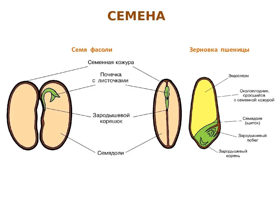 Рисунок семени фасоли 6 класс