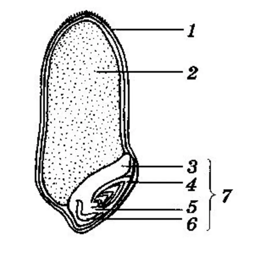 Строение семени тест 6. Строение семени зерновки пшеницы. Строение семени зерновки. Строение семени зерновки пшеницы 6 класс. Строение семени пшеницы биология 6 класс.